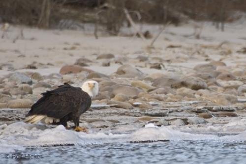 Photo: 
photos of american bald eagle