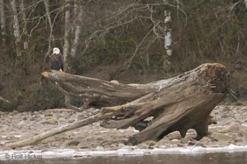 Photo: 
Resting Eagles Driftwood