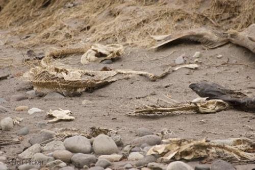 Photo: 
bald eagles eat