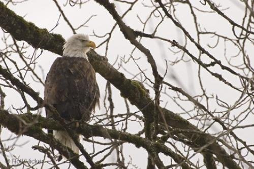 Photo: 
photos eagles