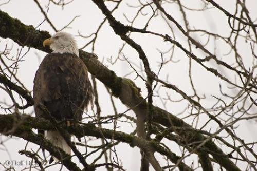 Photo: 
images of eagles