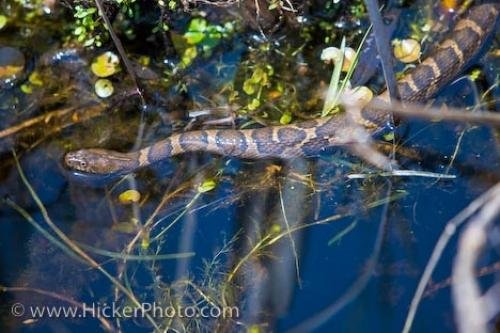 Photo: 
Eastern Fox Snake Picture Ontario Marshland