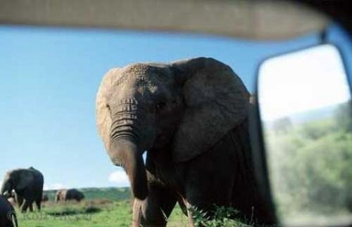 Photo: 
Addo Elephant National Park