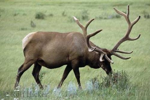 Photo: 
elk bull