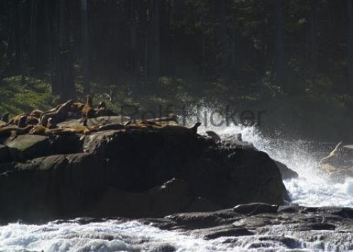 Photo: 
Eumetopias Jubatus Sealions