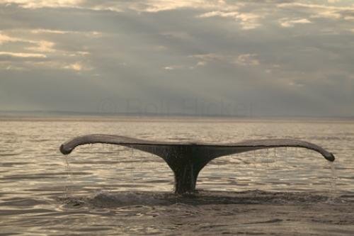 Photo: 
Atlantic Humpback Whale Image