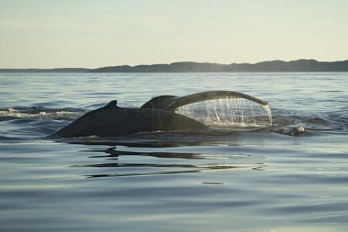 Photo: 
humpback whales newfoundland