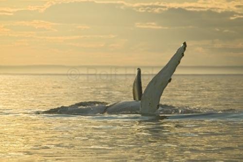 Photo: 
humpback whale images