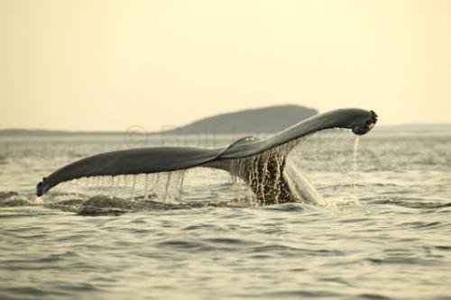 Photo: 
Humpback Whale Tail Image