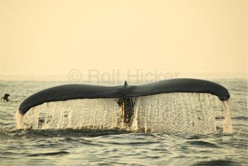 Photo: 
Humpback Whale Endangered Fluke Sunset