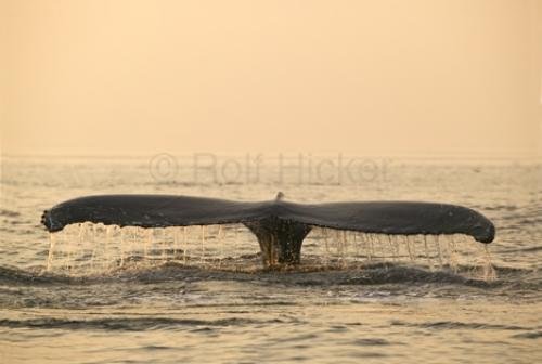 Photo: 
Humpback Whale endangered Megaptera novaeangliae