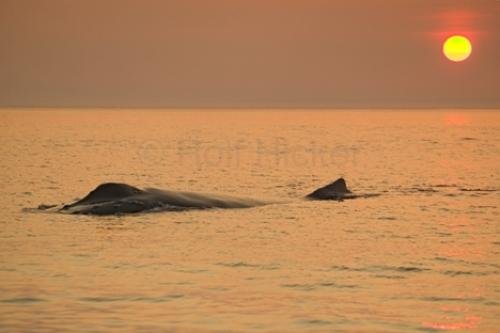 Photo: 
Sunset Over Humpback Whale
