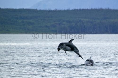 Photo: 
dolphins inside passage