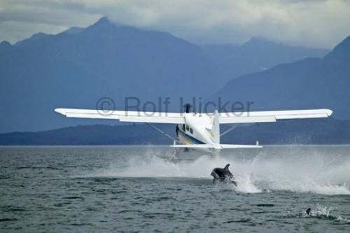 Photo: 
Float Plane dolphin watching