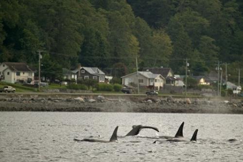 Photo: 
Whale Watching In Bc Along Shore