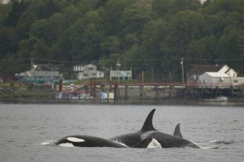 Photo: 
Offshore Killer Whales