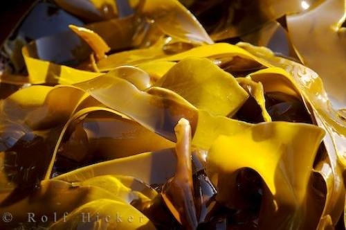 Photo: 
Kelp Beds