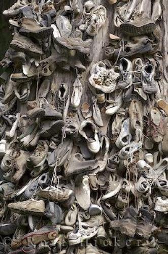 Photo: 
Cedar Shoe Tree