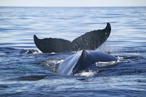 Photo: 
Humpback Whales playing
