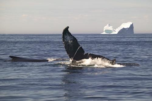 Photo: 
Humpback Whale And Iceberg Newfoundland