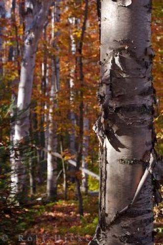 Photo: 
Fall Forest Algonquin Provincial Park Ontario