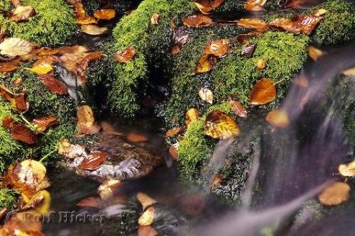 Photo: 
Fall Leaves Moss Water Stream
