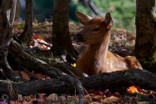 Photo: 
Fawn Picture