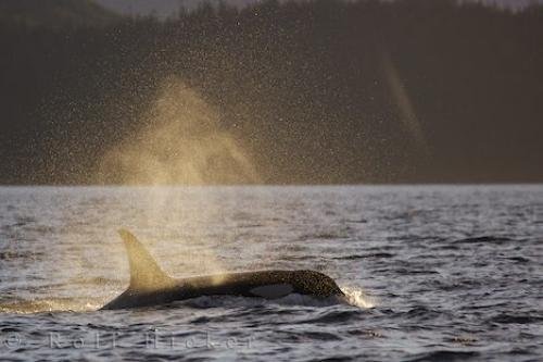 Photo: 
Female Killer Whale Northern Vancouver Island Summer