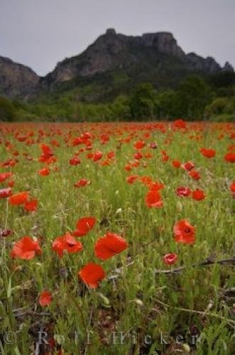 Photo: 
Field Of Red Poppies