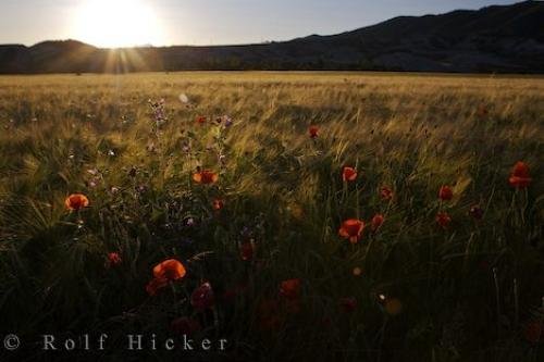 Photo: 
Field Sunset