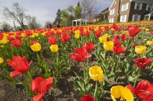 Photo: 
Field Of Tulips