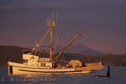 Photo: 
Fishing Boat Killer Whale Encounter Vancouver Island