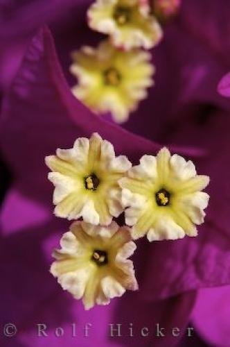 Photo: 
Flowering Bougainvillea Plant