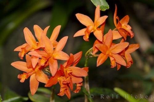 Photo: 
Flowers Victoria Butterfly Gardens Vancouver Island