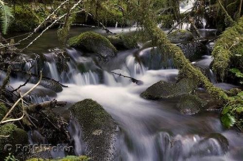 Photo: 
Flowing Water Olympic National Park