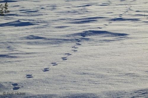 Photo: 
Foot Print Snow