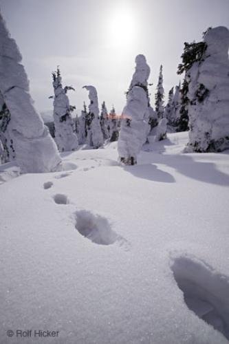 Photo: 
Footprints In Snow Forest