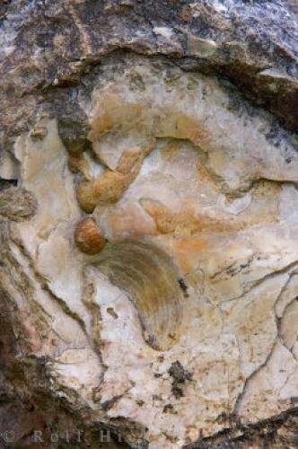 Fossil Oyster | Photo, Information