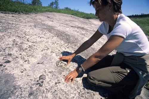 Photo: 
Newfoundland Fossils