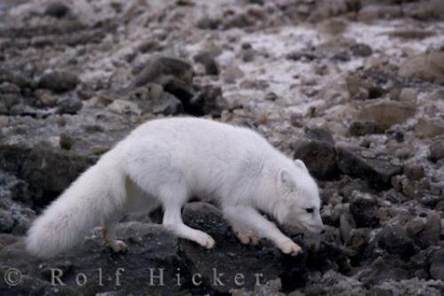 Photo: 
Arctic Fox Hunting Hudson Bay Coastline