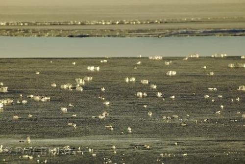 Photo: 
Frozen Lake