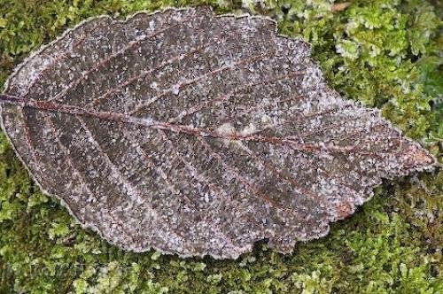 Photo: 
Frozen Leaves