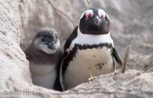 Photo: 
Funny Penguin Pictures