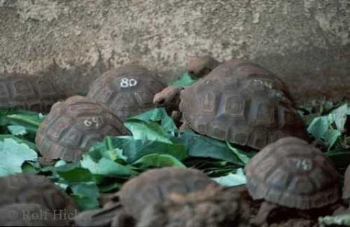 Photo: 
Galapagos Giant Tortoise Darwin Station