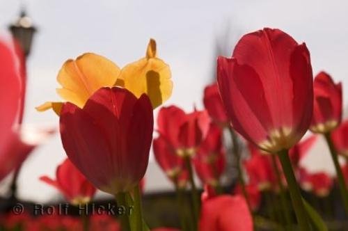 Photo: 
Gardens Ontario Canada