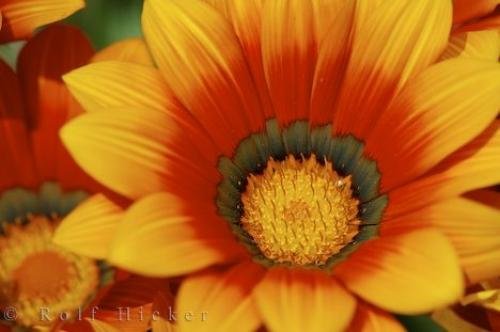 Photo: 
Gazania Flower