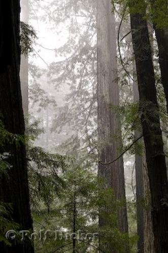 Photo: 
Giant Redwood Trees