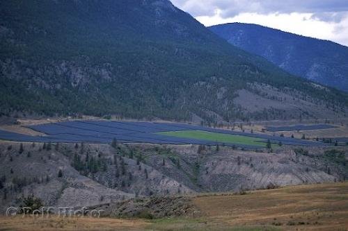 Photo: 
Field Of Ginseng BC