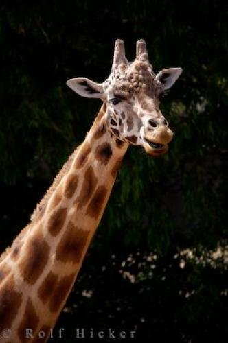 Photo: 
Giraffe Facts