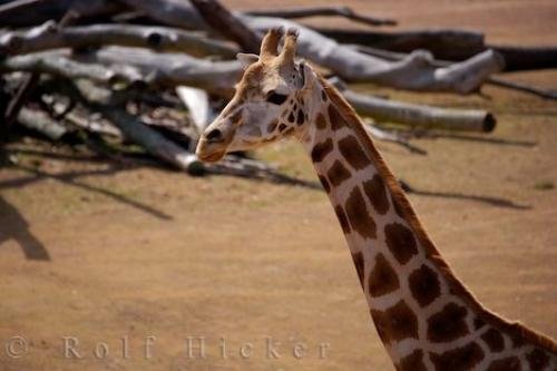 Photo: 
Giraffe Habitat Auckland Zoo